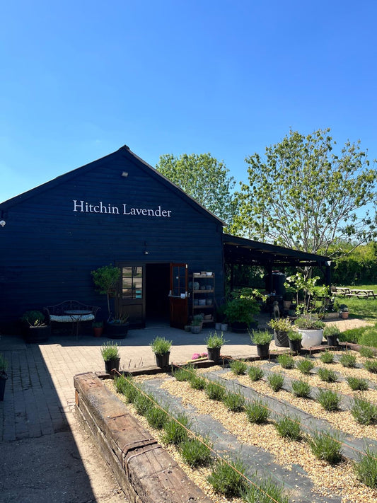 Lavender & Wild Flowers Pottery Workshops
